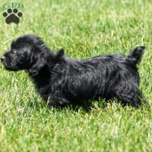 Orden, Yorkie Poo Puppy
