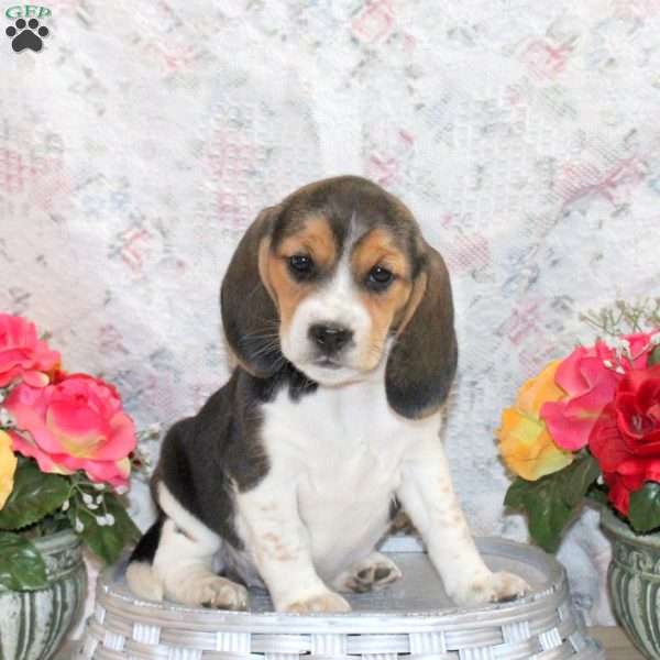 Oreo, Beagle Puppy