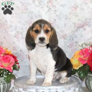Oreo, Beagle Puppy