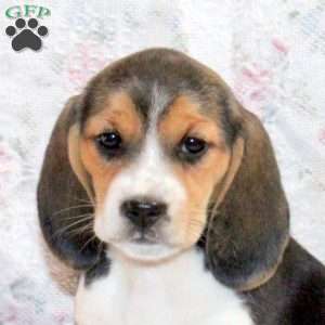 Oreo, Beagle Puppy