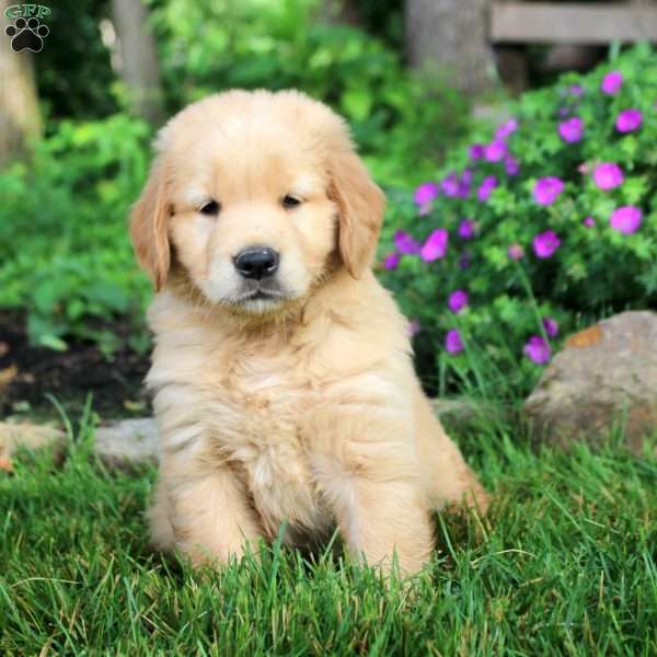 Oscar, Golden Retriever Puppy