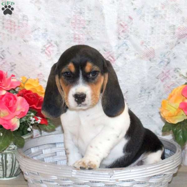 Oscar, Beagle Puppy