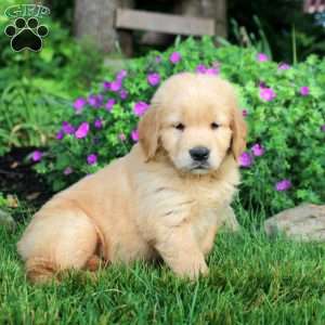 Oscar, Golden Retriever Puppy