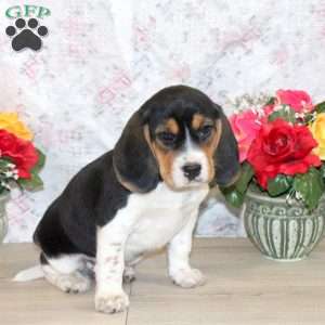 Oscar, Beagle Puppy