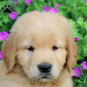 Oscar, Golden Retriever Puppy