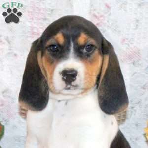 Oscar, Beagle Puppy