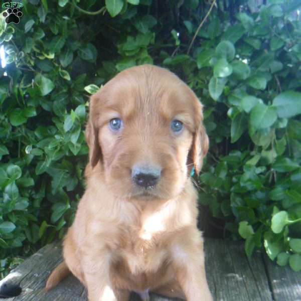 Tucker, Golden Irish Puppy