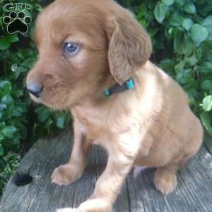 Tucker, Golden Irish Puppy
