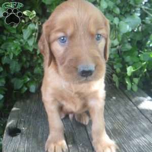 Tucker, Golden Irish Puppy