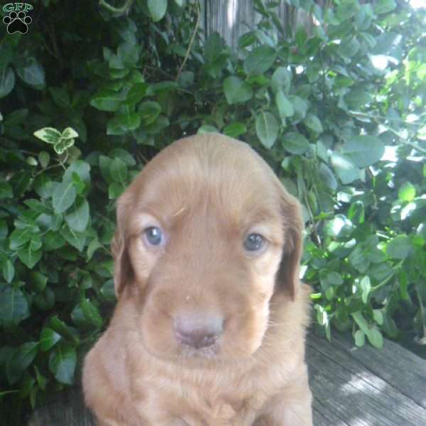 Trevor, Golden Irish Puppy