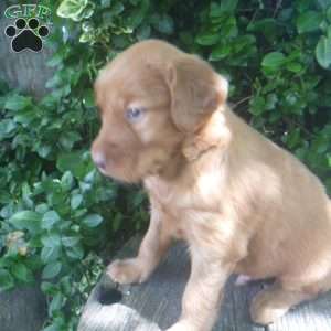 Trevor, Golden Irish Puppy