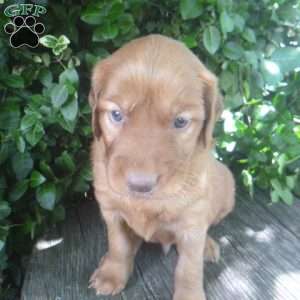 Trevor, Golden Irish Puppy