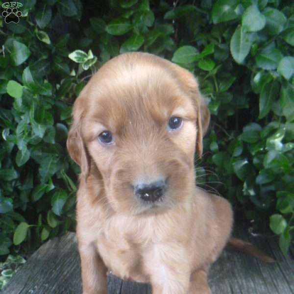 Tyson, Golden Irish Puppy