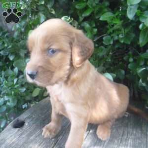 Tyson, Golden Irish Puppy