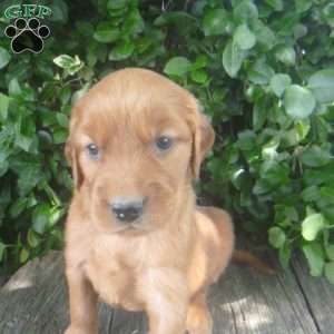 Tyson, Golden Irish Puppy