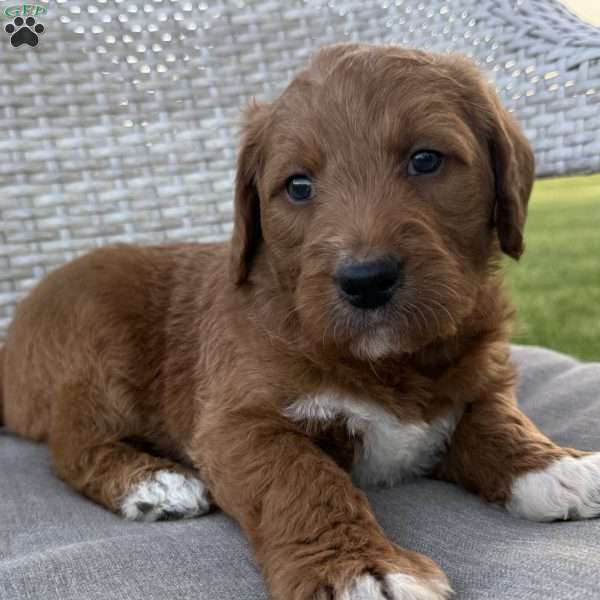 PJ, Labradoodle Puppy