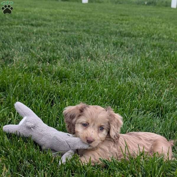 Twixi, Cavapoo Puppy