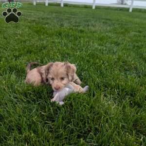 Twixi, Cavapoo Puppy