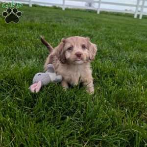 Twixi, Cavapoo Puppy