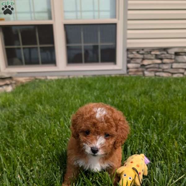 Jessica, Cavapoo Puppy