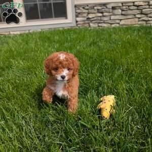 Jessica, Cavapoo Puppy