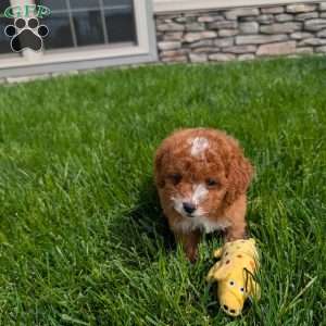 Jessica, Cavapoo Puppy