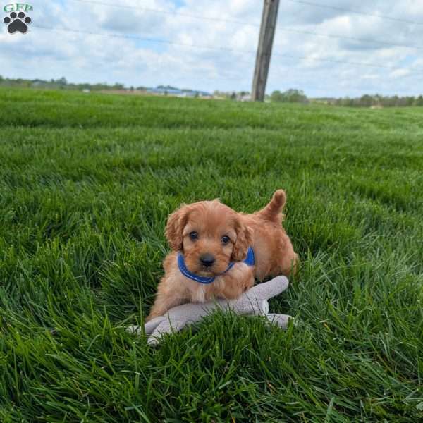 Winston, Cavapoo Puppy