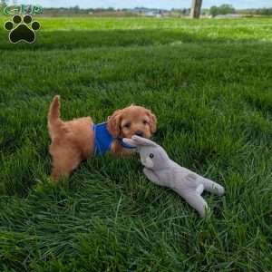 Winston, Cavapoo Puppy