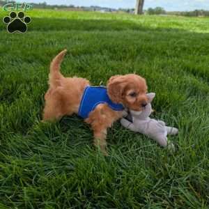 Winston, Cavapoo Puppy