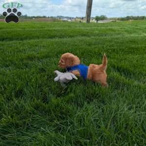 Winston, Cavapoo Puppy