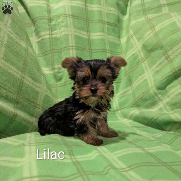 Lilac, Yorkie Puppy