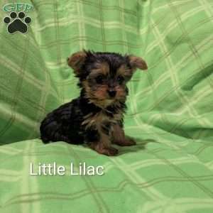 Lilac, Yorkie Puppy