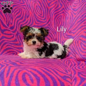 Lily, Yorkie Puppy