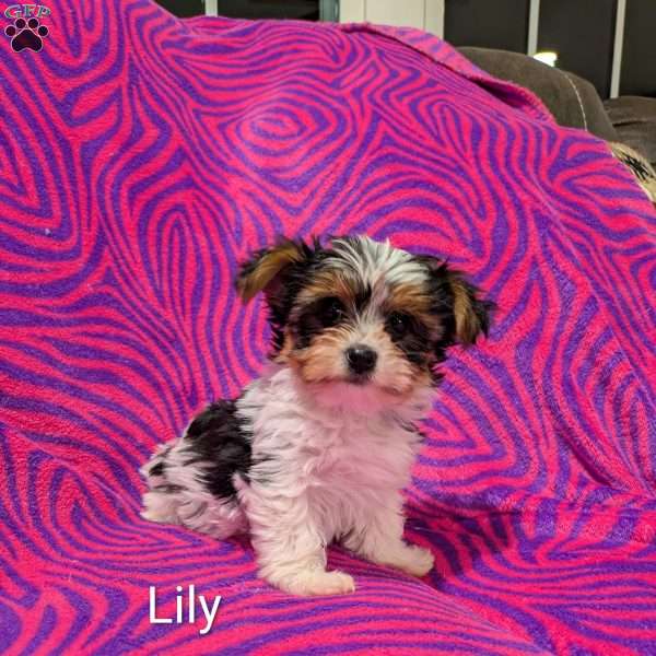 Lily, Yorkie Puppy