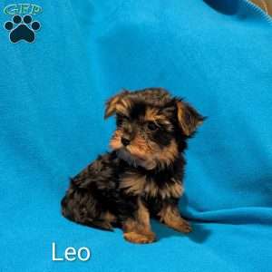 Leo, Yorkie Puppy