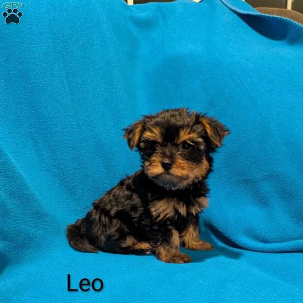 Leo, Yorkie Puppy