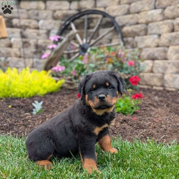 Teddy, Rottweiler Puppy
