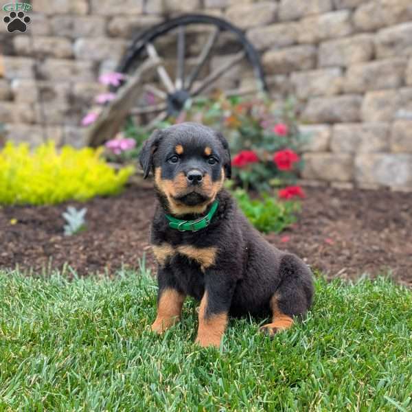 Tammy, Rottweiler Puppy