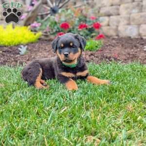 Tammy, Rottweiler Puppy