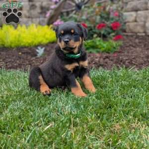 Tammy, Rottweiler Puppy