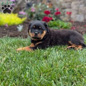Tulip, Rottweiler Puppy