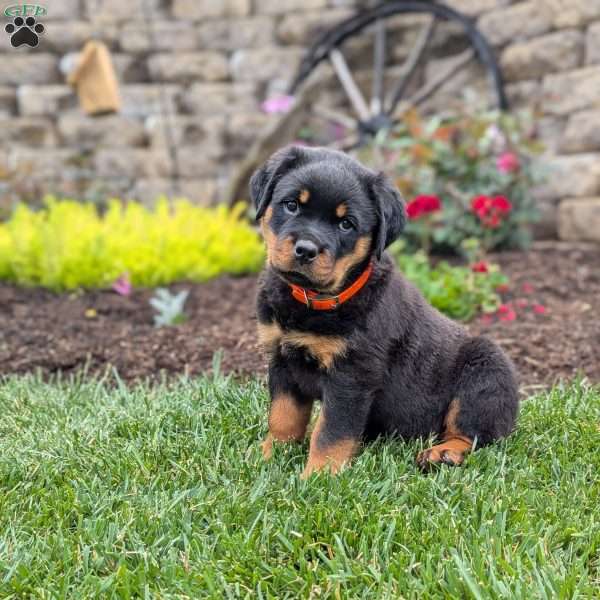 Tulip, Rottweiler Puppy