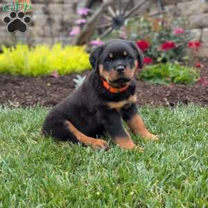 Tulip, Rottweiler Puppy