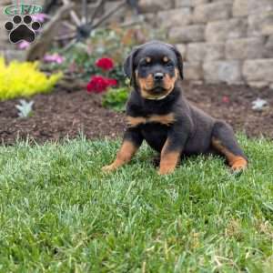 Twinkle, Rottweiler Puppy
