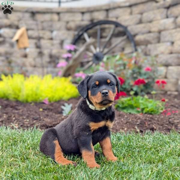 Twinkle, Rottweiler Puppy