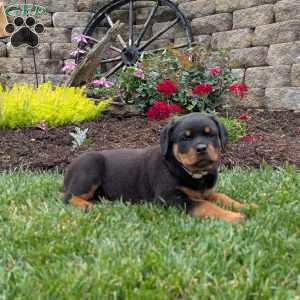 Twinkle, Rottweiler Puppy