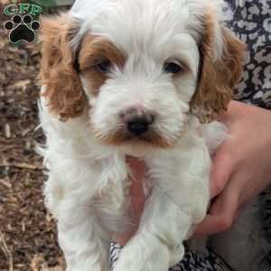 Hunter, Cavapoo Puppy
