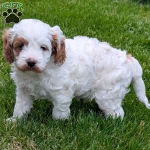 Hunter, Cavapoo Puppy