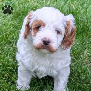 Hunter, Cavapoo Puppy