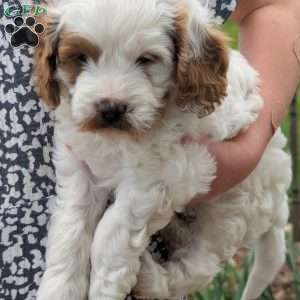 Hunter, Cavapoo Puppy